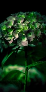 Fermer,Gros Plan,Hortensia,Fleur,Macro