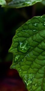 Drops,Macro,De Cerca,Primer Plano,Hoja,Sábana