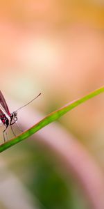 Macro,De Cerca,Primer Plano,Alas,Mariposa