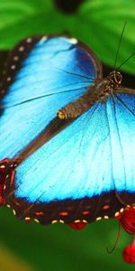 Macro,Color,Flowers,Patterns,Surface,Butterfly