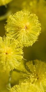 Macro,Color,Stem,Stalk,Mimosa,Bright