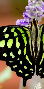 Macro,Colors,Color,Lines,Coloring,Butterfly