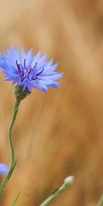 Macro,Cornflower,Wild Flower,Field Flower,Flowers,Flower