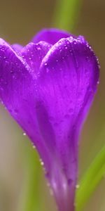 Macro,Crocus,Drops,Flower