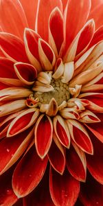 Macro,Dahlia,Petals