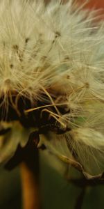 Macro,Dandelion,Close Up,Fluff,Fuzz