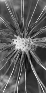 Macro,Dandelion,Close Up,Fuzz,Fluff