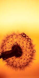 Macro,Dandelion,Drops,Flower