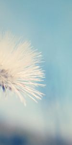 Macro,Dandelion,Flower,Fuzz,Fluff