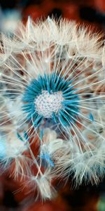 Flor,Macro,Diente De León,Pelusa