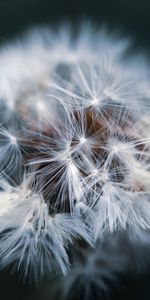 Macro,Dandelion,Fluff,Fuzz