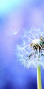 Macro,Dandelion,Fluff,Seed,Seeds,Fuzz,Background