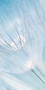 Macro,Dandelion,Fragility,Fuzz,Fluff