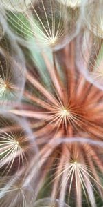 Macro,Dandelion,Seed,Seeds,Flower,Fuzz,Fluff