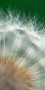 Macro,Dandelion,Seeds,Seed,Fuzz,Fluff