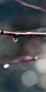 Macro,Dark,Branches,Dew,Background,Plant