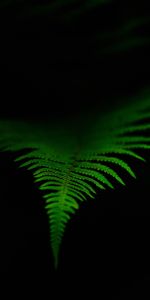 Macro,Dark,Fern,Leaflet