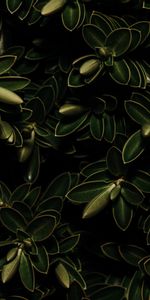 Macro,Dark,Leaves,Plants