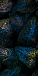 Macro,Dark,Leaves,Veins,Glossy