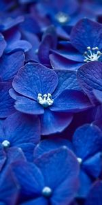 Macro,Dark,Petals,Flowers,Composition