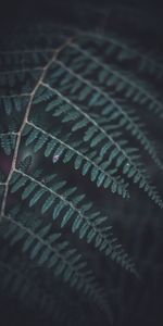 Macro,Dark,Sheet,Leaf,Fern