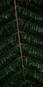 Macro,Dark,Sheet,Leaf,Fern,Carved