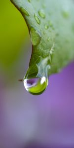 Macro,Dew,Bend,Sheet,Leaf,Drops