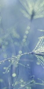 Macro,Dew,Dandelion,Seed,Seeds,Drops