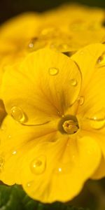 Macro,Dew,Drops,Flower