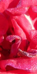 Rosée,Une Rose,Drops,Pétales,Macro,Rose