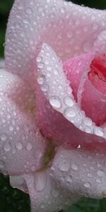 Rosa,Drops,Macro,Pétalos,Flor Rosa,Rocío