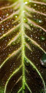 Macro,Dew,Drops,Wet,Leaflet