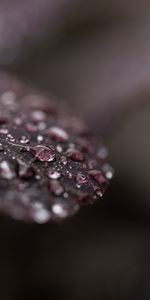 Macro,Dew,Drops,Wet,Leaflet