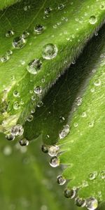 Feuilles,Mouiller,Drops,Macro,Rosée,Humide,Source,Printemps