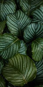 Macro,Dew,Leaves,Drops,Plant