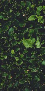 Macro,Dew,Leaves,Wet,Plants