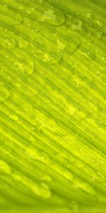 Macro,Dew,Nature,Drops,Sheet,Leaf,Texture,Veins,Textures