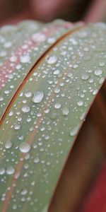 Drops,Macro,Hoja,Rocío,Planta,Sábana