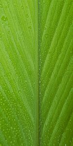 Macro,Rosée,Drops,Feuille