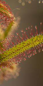 Macro,Rocío,Hoja De Colmillo,Tentáculos