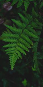 Macro,Dew,Wet,Leaflet,Fern