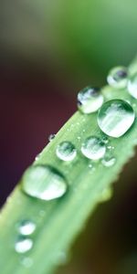 Macro,Dew,Wet,Sheet,Leaf,Drops