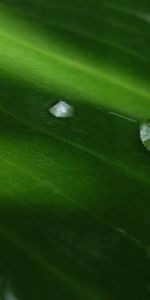 Planter,Macro,Une Goutte,Goutte,Rosée,Plante