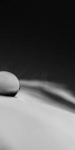 Macro,Drop,Feather,Monochrome,Fluff,Fuzz,Black And White