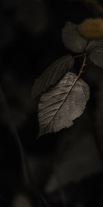 Macro,Drops,Branch,Leaves
