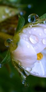 Drops,Flor,Macro