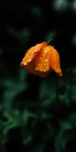 Macro,Drops,Flower,Wet