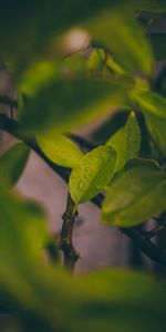 Macro,Drops,Leaves,Wet