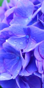 Macro,Drops,Lilac,Hydrangea