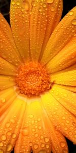 Macro,Drops,Petals,Flower